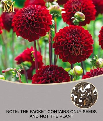 MS Dalhia Seed / Dahlia Hybrids Mixed Color - Dahlia Flower Seeds