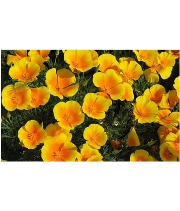 Poppy Yellow Flower Seeds For Home Gardening with free cocopeat