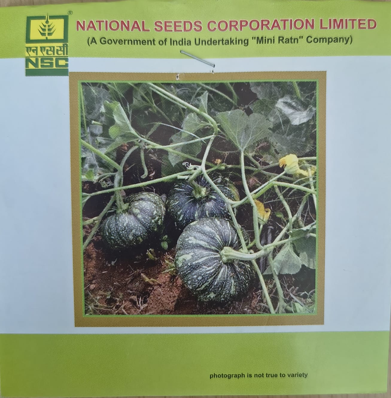 NSC Hy. Pumpkin/PPH-1 seed, 10gm