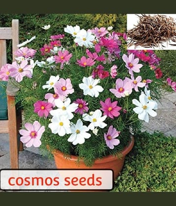 homeagro- Cockscomb Flower Seeds (Pack of 50)