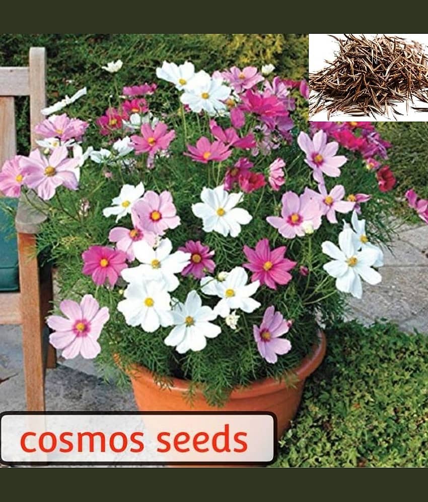 homeagro- Cockscomb Flower Seeds (Pack of 50)
