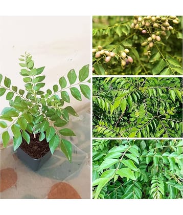 Cloud Farm Curry Leaves Plant, Murraya Koenigii, Kadi Patta, Meetha Neem, Sweet Neem without Pot, PP_C01