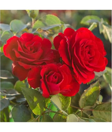 Azalea Gardens Rose Flower Seeds "Red Osiria Ruby Rose" 20 Seeds Pack