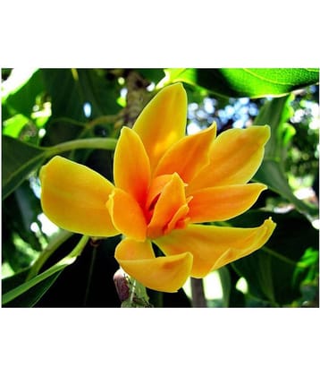SHOP 360 GARDEN RARE ORANGE MICHELIA CHAMPACA / SON CHAMPA / CHAMPA / GOLDEN CHAMPA / SHENBAGA POO FLOWER SEEDS FOR GROWING - PACK OF 20 SEEDS
