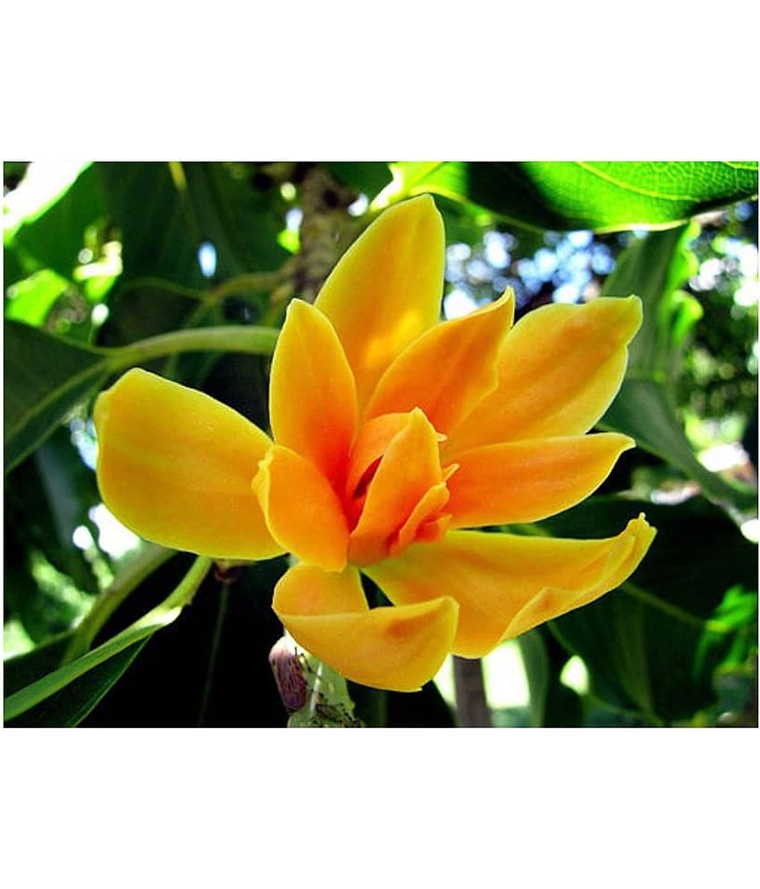 SHOP 360 GARDEN RARE ORANGE MICHELIA CHAMPACA / SON CHAMPA / CHAMPA / GOLDEN CHAMPA / SHENBAGA POO FLOWER SEEDS FOR GROWING - PACK OF 20 SEEDS