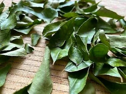 Premium Sun (Solar) Dried Curry Leaves Powder / Leaves  by Nirvi Foods