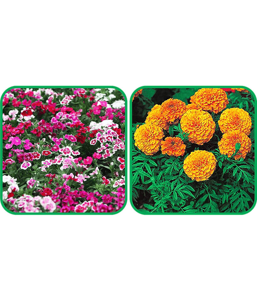 Aero Seeds African Marigold Mix Color (50 Seeds) And Dianthus Mix Color (50 Seeds) Flower Seeds Pack