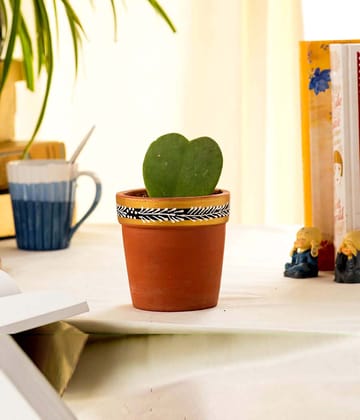 Hoya Heart Plant in Hand Painted Terracotta Pot