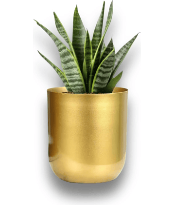 Neonnest Gold Metal Flower Pot ( Pack of 1 )