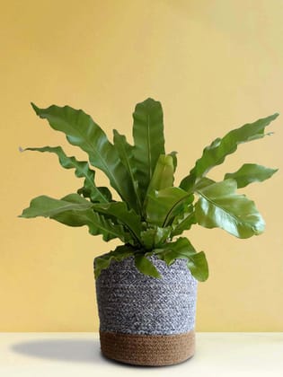 Bird's Nest Fern (X-Large) Bird's Nest Fern (X-Large)