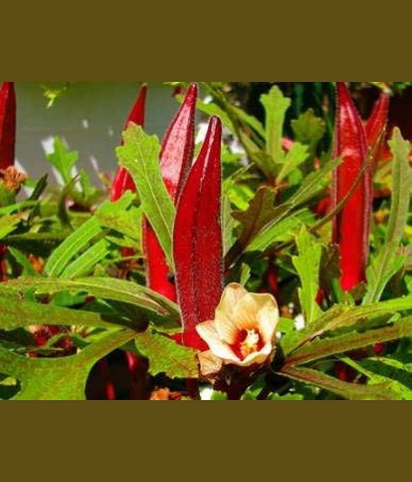 Red Okra Bhindi (Lady's Finger) pack of 15 seeds