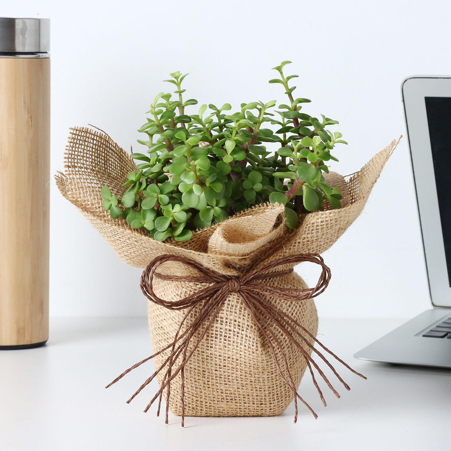 Forever Grateful To Mom Jade Plant Pot (Hand Delivery)