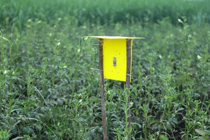 Eco Sticky Traps(4 set 1 Box)  by Palvi industries