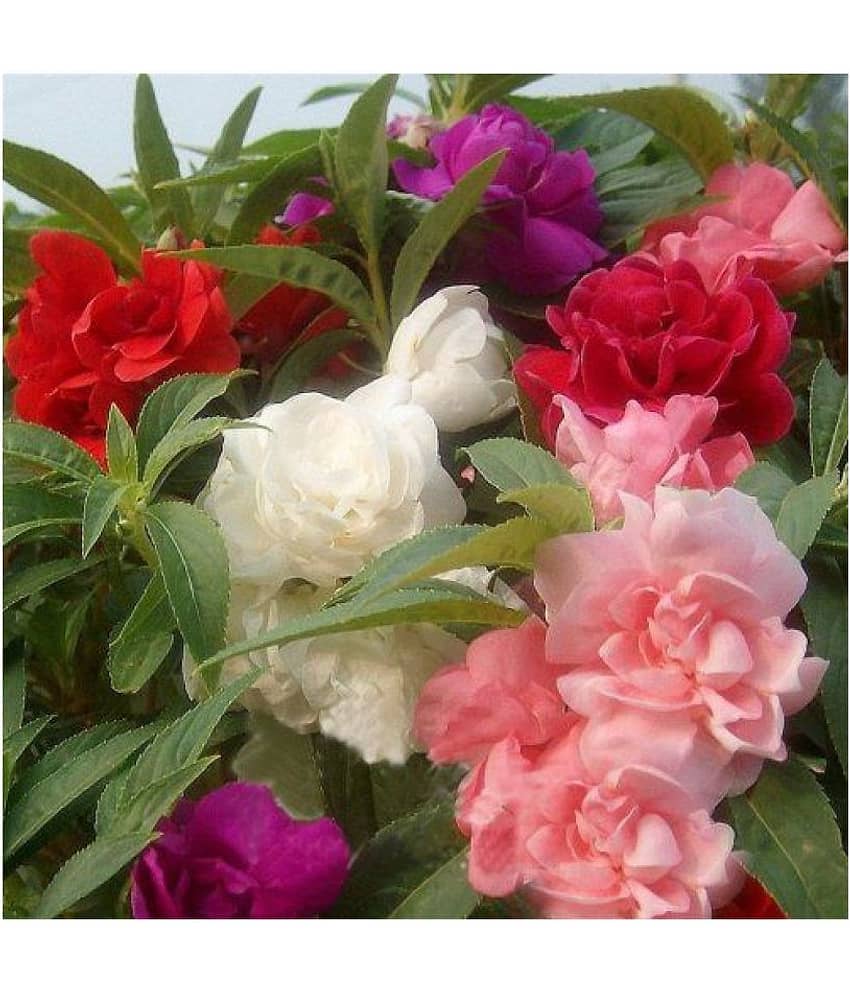 Balsam (Brother Of Rose) Mix Flowers Seeds - Pack of 30 Seeds PREMIUM QUALITY