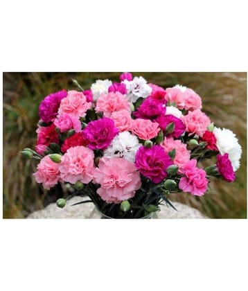 Flower Seeds : Carnations That Express Love Seeds Winter Flowers Garden Herge Home Garden Plant Seeds Eco Pack Garden Plant Seeds By Amazonite Enterprises