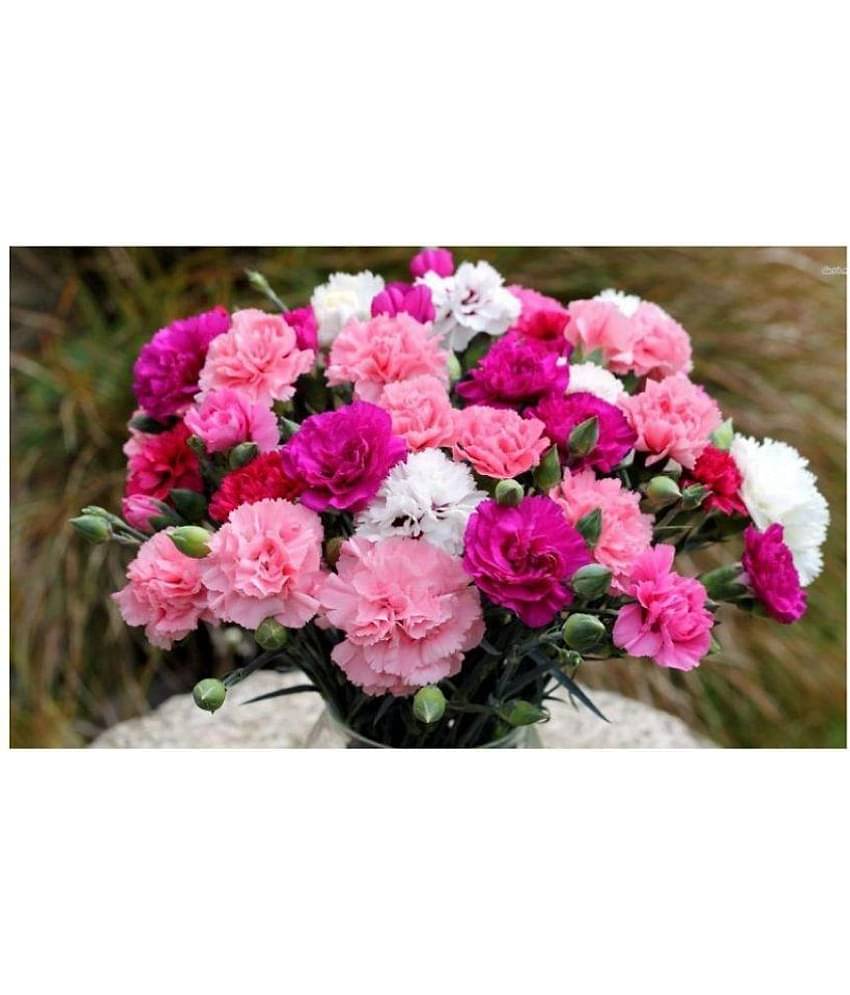 Flower Seeds : Carnations That Express Love Seeds Winter Flowers Garden Herge Home Garden Plant Seeds Eco Pack Garden Plant Seeds By Amazonite Enterprises