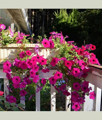 homeagro - Petunia Mixed Flower ( 50 Seeds )
