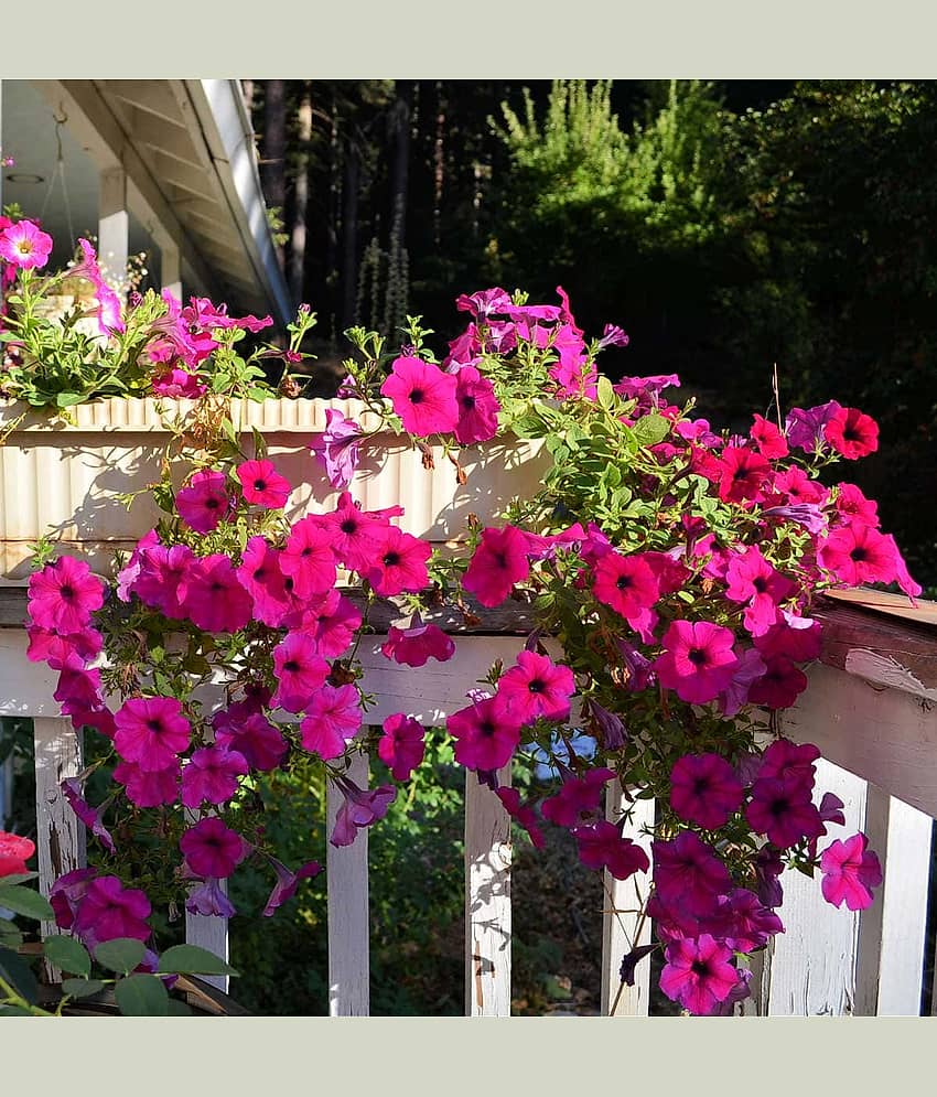 homeagro - Petunia Mixed Flower ( 50 Seeds )