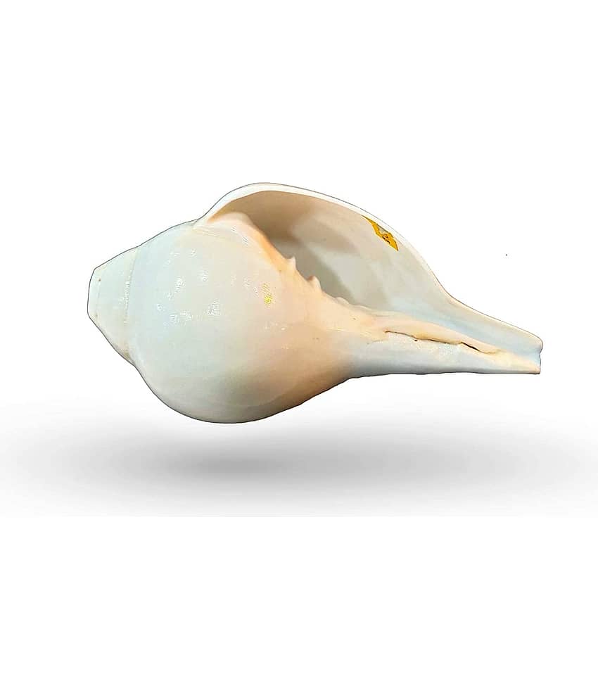 Blowing Shankh with Brass Stand Blowing Shankh Natural for Pooja Loud & Vamavarti (White) Pooja/Pujan Conch 6 inch with brass stand