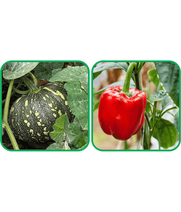 Aero Seeds Capsicum Red ( 30 Seeds) And Pumpkin ( 30 Seeds) Vegetable Seeds Pack