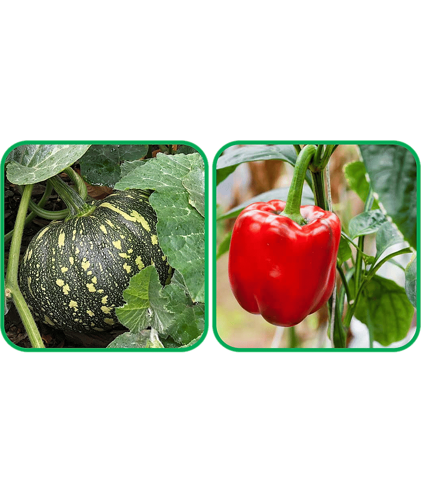 Aero Seeds Capsicum Red ( 30 Seeds) And Pumpkin ( 30 Seeds) Vegetable Seeds Pack