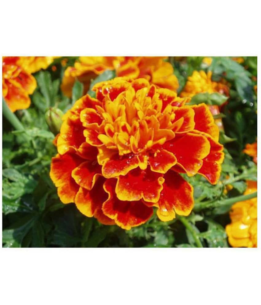 R-DRoz Marigold French Premium Flowers Seeds - Pack of 50 Premium Seeds