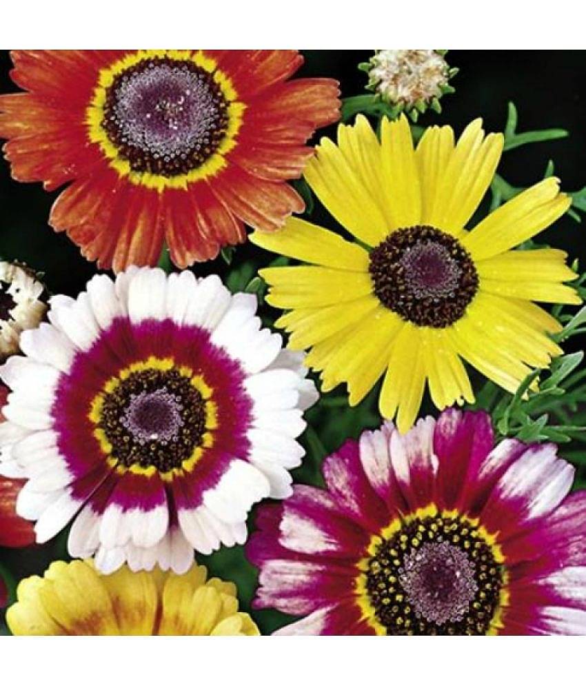 HN organic seed - Chrysanthemum Flower ( 50 Seeds )
