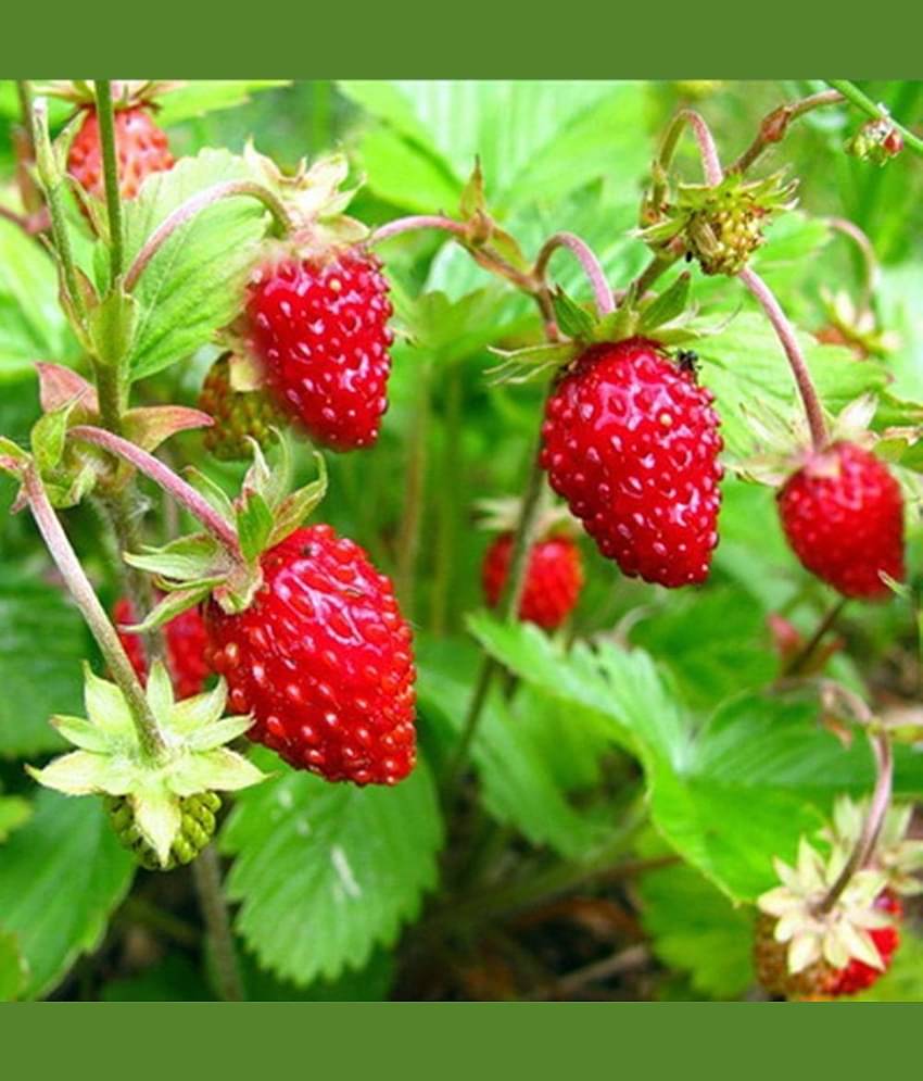Strawberry Alpine Fragaria Variety seed ( 20 Seeds)