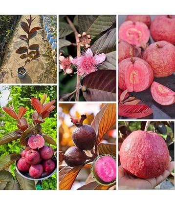 Cloud Farm Outdoor Guava Fruit Plant Pack of 1