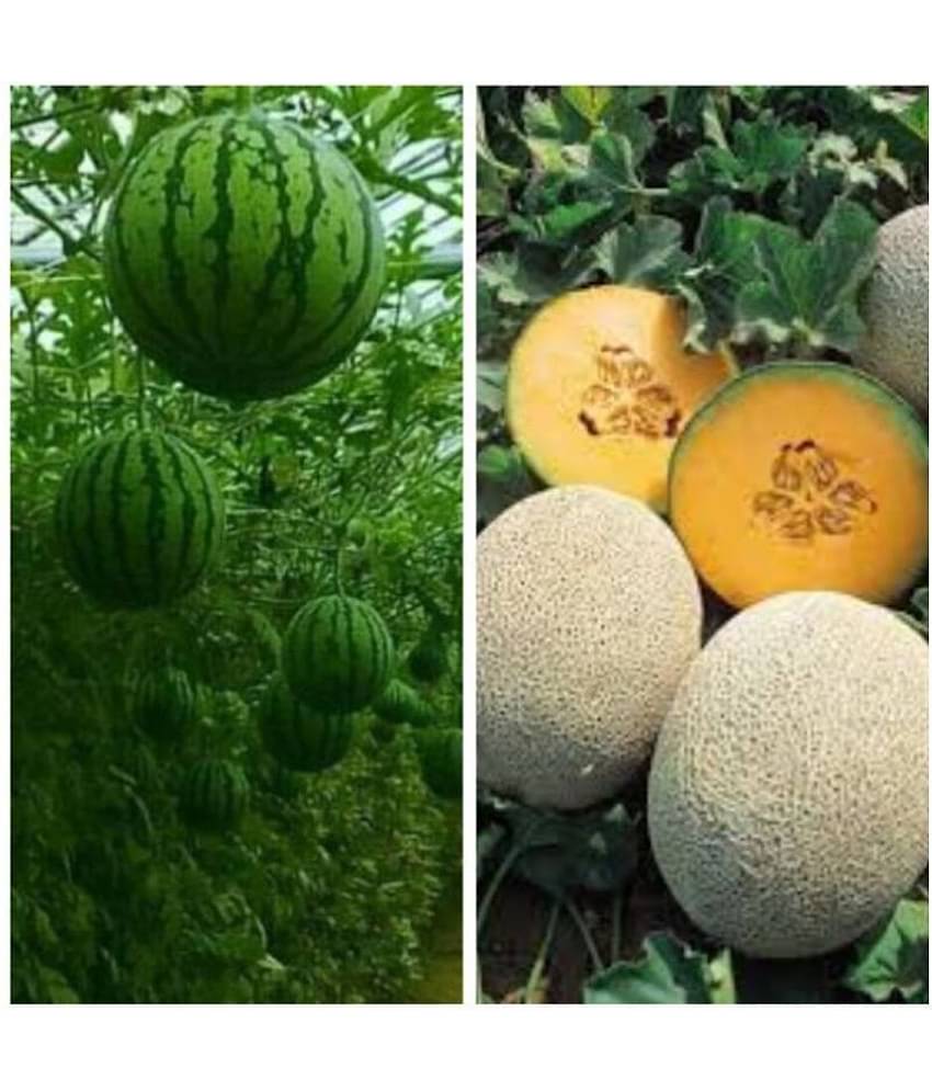 Joycity Fruit Seeds Combo- Watermelon And Musk Melon Organic Fruit Seeds (100 + Seeds)