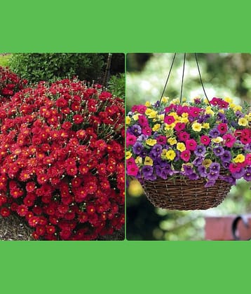 Homeagro Seeds Combo - Chrysanthemum Flower ( 50 seed ) and petunia Hybrid flower mix ( 50 seed)