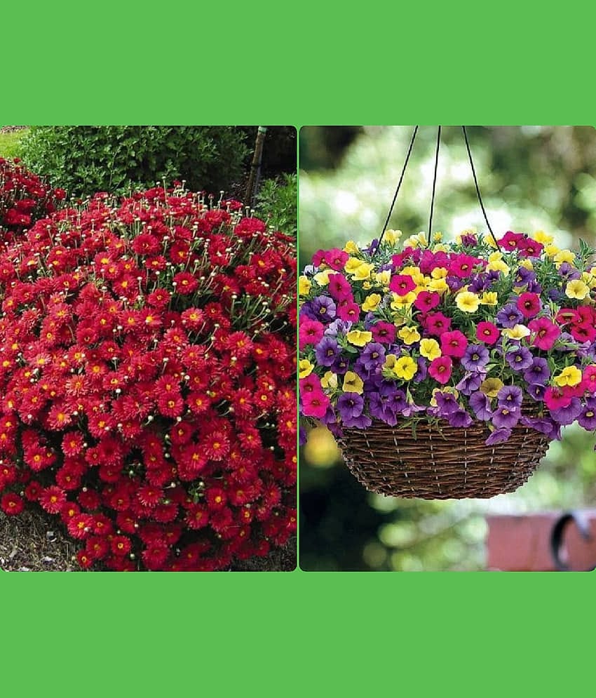 Homeagro Seeds Combo - Chrysanthemum Flower ( 50 seed ) and petunia Hybrid flower mix ( 50 seed)
