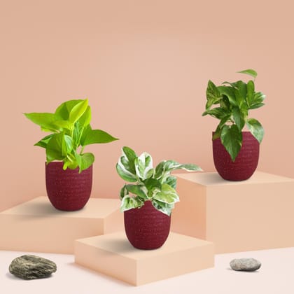 Three Money Plant Combo in Eco Pots (Small)