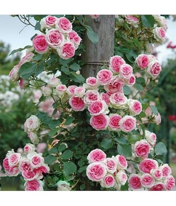 Rose Pink Climbing Rose Seeds Perennial Flower Garden DÃ©cor 20 seeds