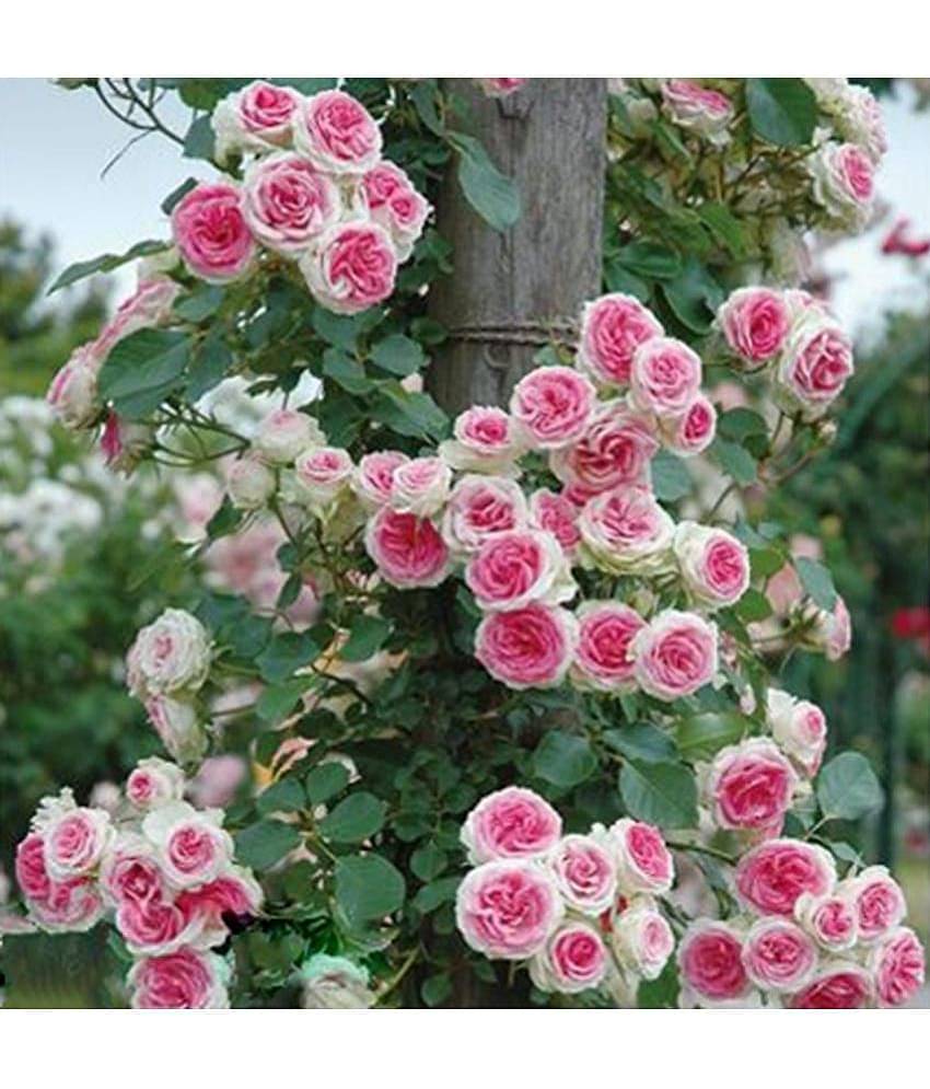 Rose Pink Climbing Rose Seeds Perennial Flower Garden DÃ©cor 20 seeds