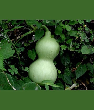 Round Bottle Gourd Vegetable Hybrid Seed ( Pack Of 15 Seeds)
