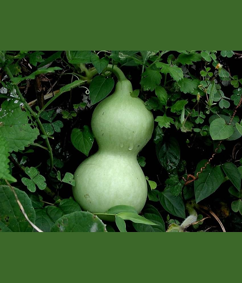 Round Bottle Gourd Vegetable Hybrid Seed ( Pack Of 15 Seeds)