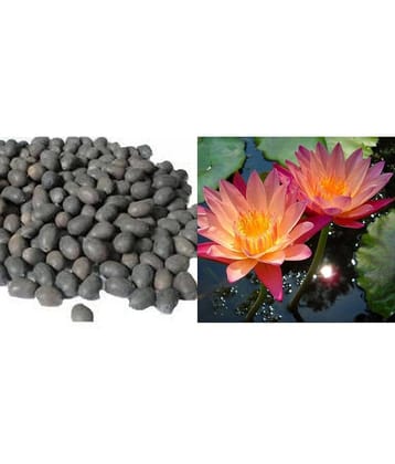Nema Rare Orangish Reddish Bowl Lotus Seeds - 5 Pcs