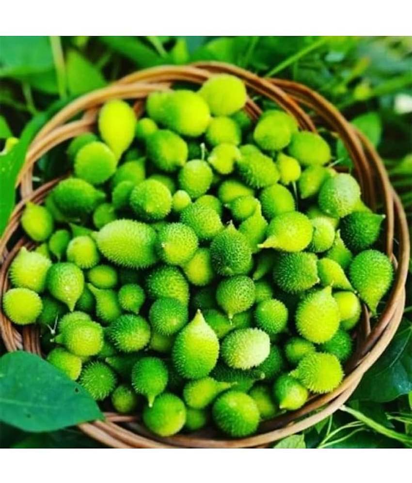 Jignisha Seeds Kantola Vegetable ( 20 Seeds )