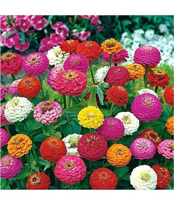 Zinnia Hybrid Double Mixed 70 Seeds pack with free potting soil and user manual Garden Seeds