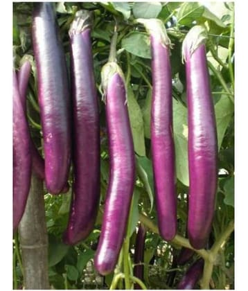 Brinjal Long Purple Variety 100 Seeds - Hybrid Vegetable Bainan Seeds - with user manual for home gardening use