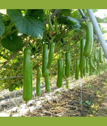 Green Bottle Gourd (Lauki, Dudhi, Ghiya ke beej) Vegetable Seeds Pack Of 15 | Organic | for Planting in Home Kitchen Terrace Balcony Gardening