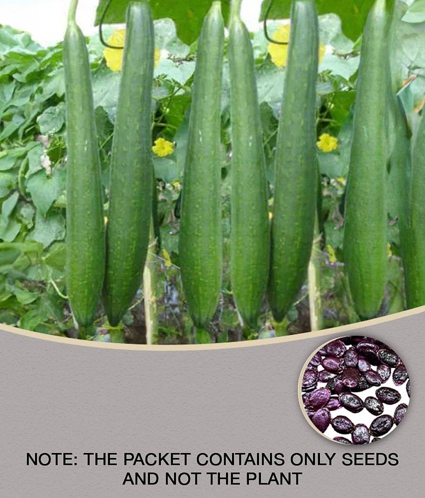 sponge gaurd tori F1 hybrid vegetable 10 seeds