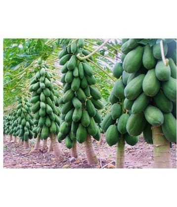 Climate Seeds Red Lady Papaya - Pack of 50 Seed