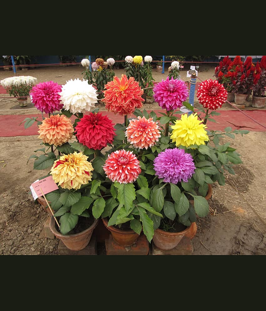 homeagro - Dahlia Mixed Flower ( 25 Seeds )