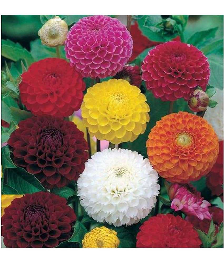 Flower Seeds : Long Lasting Flower Dahlia-Bambino Mixed Home Garden Plant Seeds | Pack of 30 Seeds