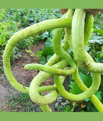 Long melon Kakri 50 seeds high germination seeds with instruction manual