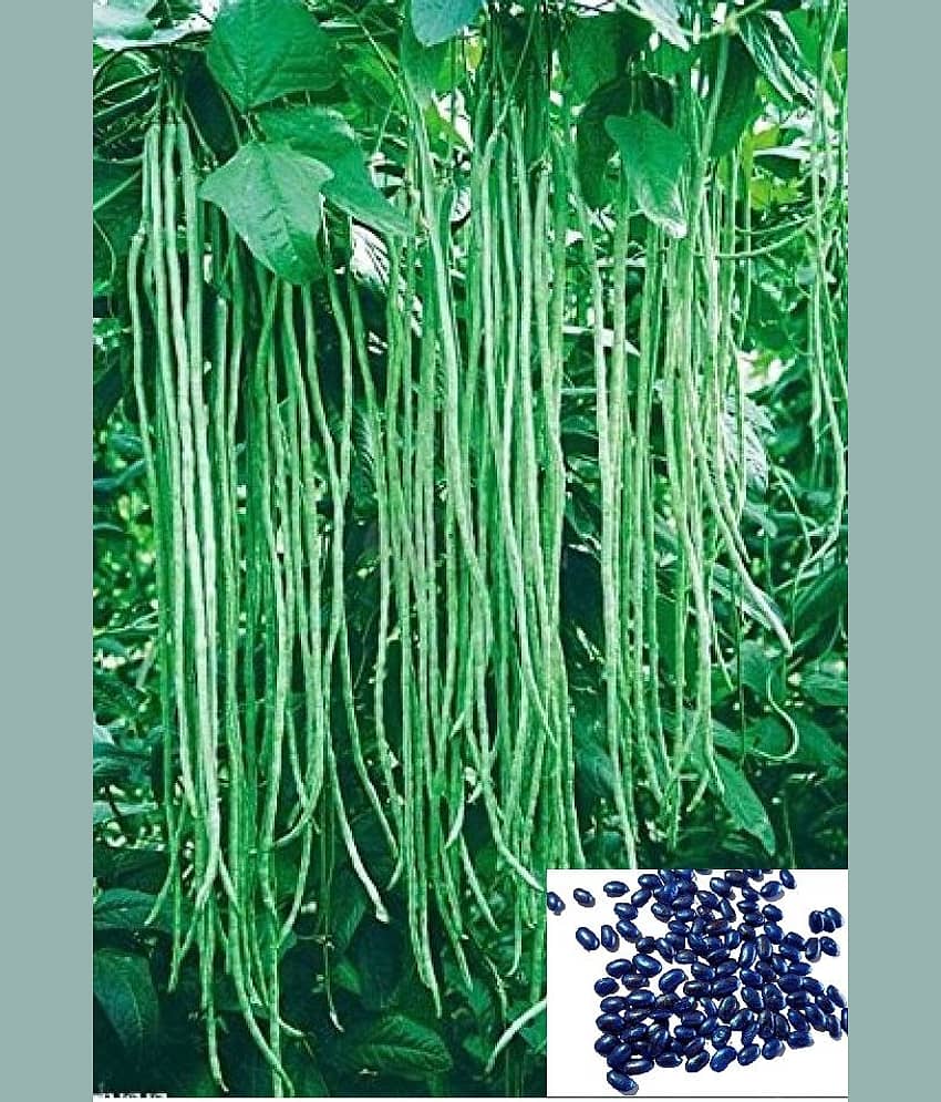 Vedhahi Hybrid Lobia Beans Vegetable ( 15 Seeds )