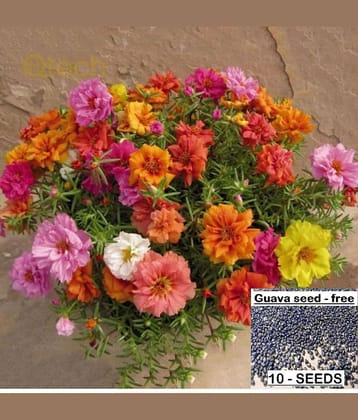 homeagro - Petunia Mixed Flower ( 50 Seeds )
