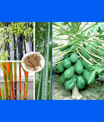 homeagro - Combo of Bamboo Plant ( 20 Seeds ) and Chrysanthemum Flower ( 50 seed )
